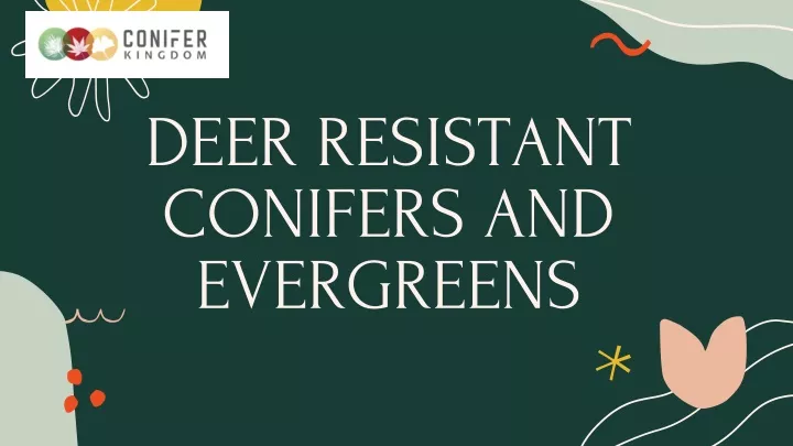 deer resistant conifers and evergreens