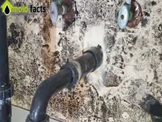 How Much Does Mold Removal Cost?
