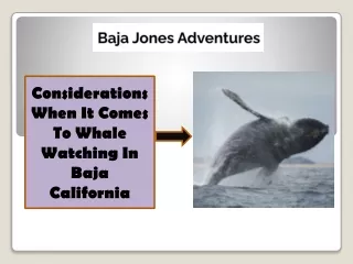 Considerations When It Comes To Whale Watching In Baja California