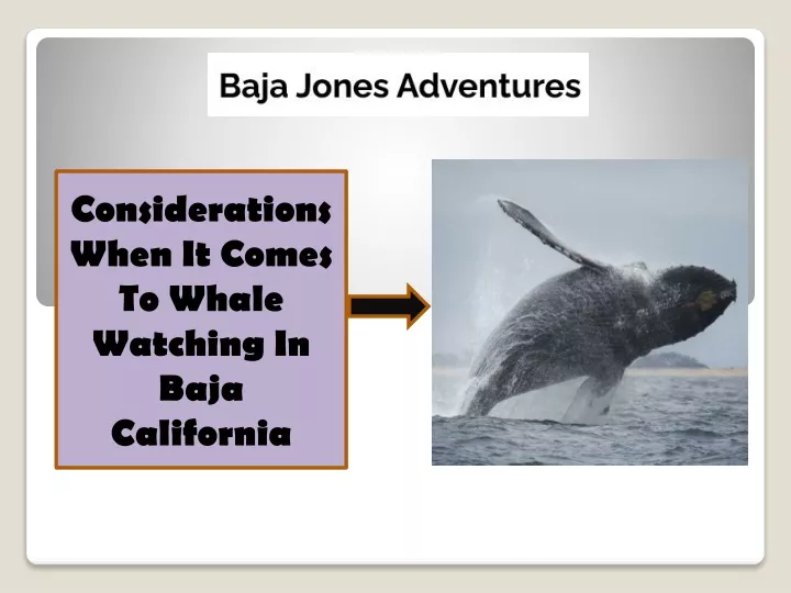 considerations when it comes to whale watching