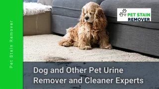 Dog and Other Pet Urine Remover and Cleaner Experts