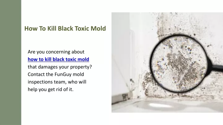 how to kill black toxic mold