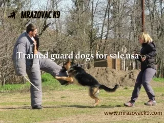 Trained guard dogs for sale usa