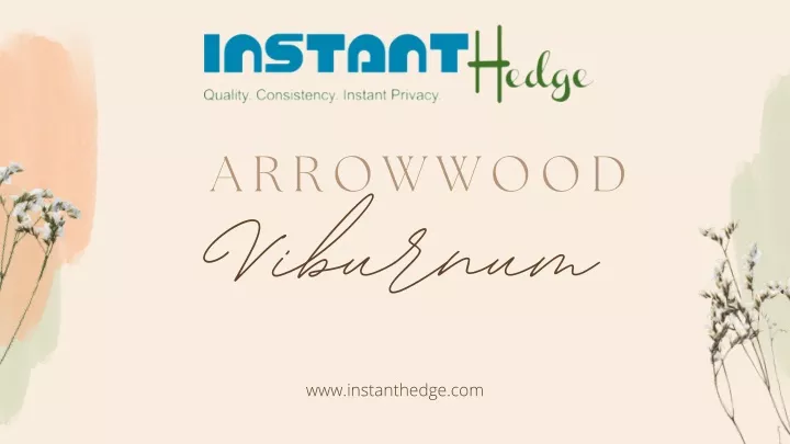 arrowwood