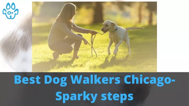 best dog walkers chicago sparky steps