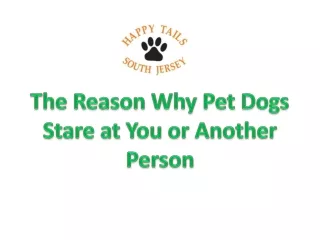 The Reason Why Pet Dogs Stare at You or Another Person