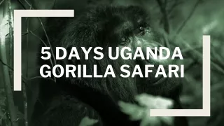 Gorilla Safaris Uganda | Uganda Gorilla Tours | 5 Days Trekking