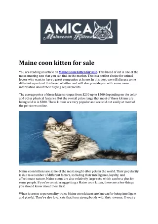 Maine coon kitten for sale