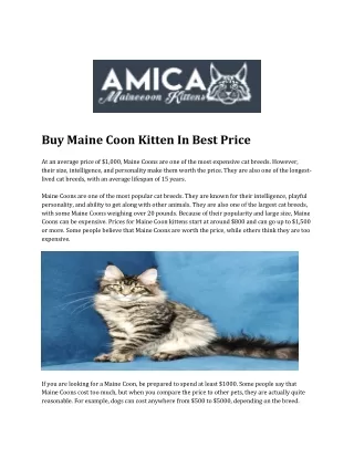 maine coon price