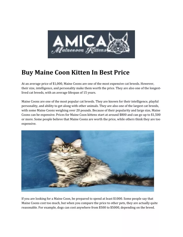 buy maine coon kitten in best price at an average
