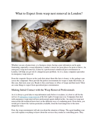 what to expect from wasp nest removal in london