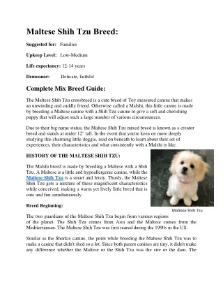 Maltese Shih Tzu Breed