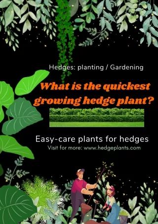 What is the quickest growing hedge plant