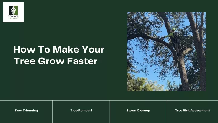 how to make your tree grow faster