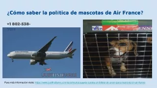 ¿Cómo saber la política de mascotas de Air France?