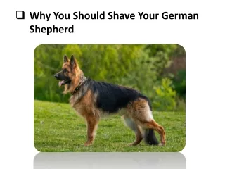 Why You Should Shave Your German Shepherd