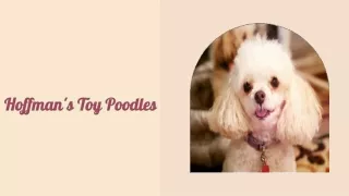 Who Provides Small Toy Poodle Breeders In TX?