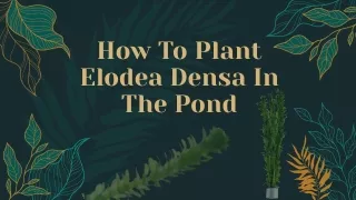 Plant Elodea Densa In The Pond