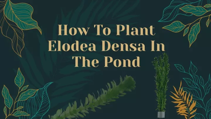 how to plant elodea densa in the pond