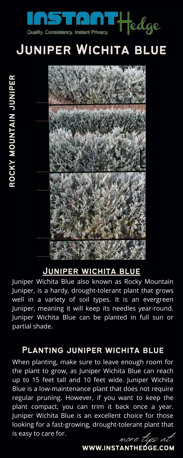 juniper wichita blue