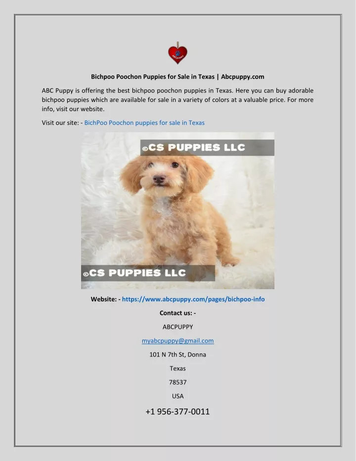 bichpoo poochon puppies for sale in texas