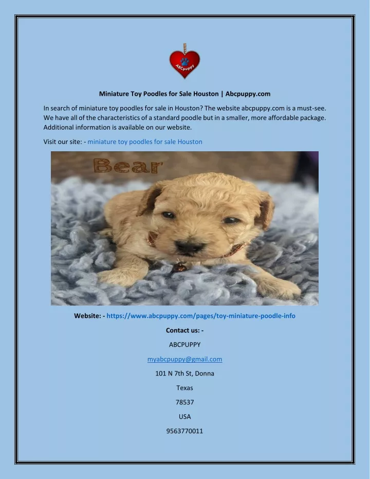 miniature toy poodles for sale houston abcpuppy