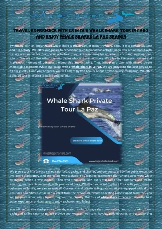 Travel experience with us in our whale shark tour in Cabo and enjoy whale sharks La Paz season