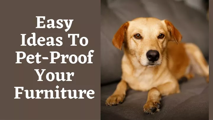 easy ideas to pet proof your furniture