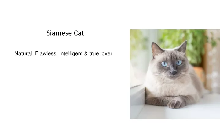 siamese cat