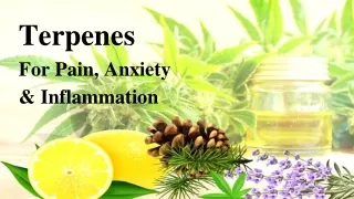 How Terpenes Are Very Useful In Pain, Anxiety & Inflammation