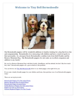 welcome to tiny bell bernedoodle