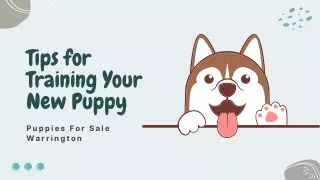 Puppies For Sale Warrington