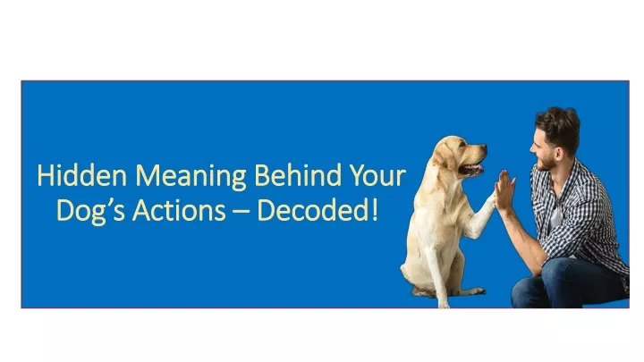 hidden meaning behind your dog s actions decoded