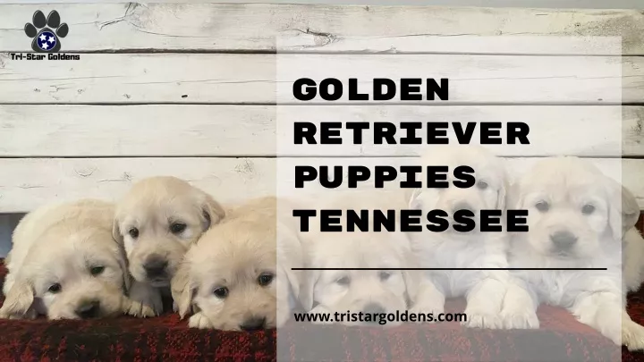 golden retriever puppies tennessee