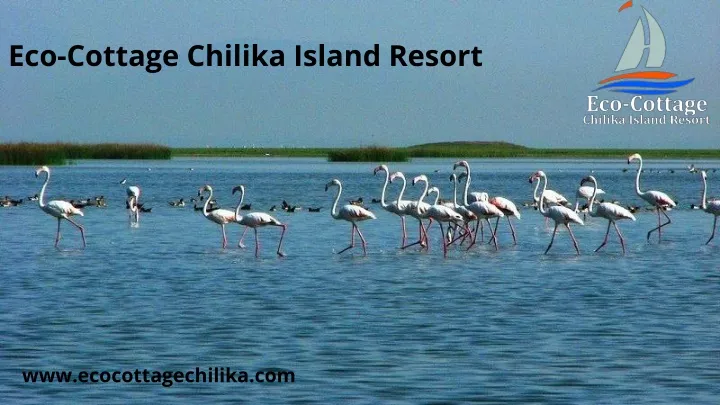 eco cottage chilika island resort