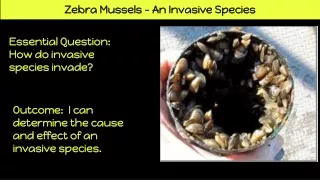 zebra mussels an invasive species