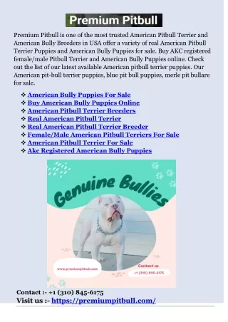 Buy American Bully Puppies Online