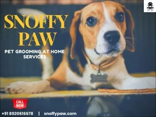 Get The Best Pet Grooming In Noida