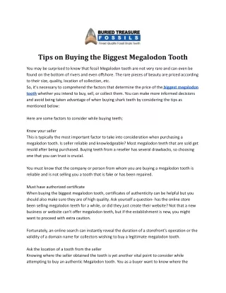 tips on buying the biggest megalodon tooth