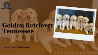 golden retriever tennessee
