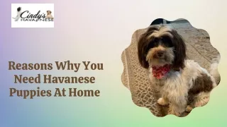 Know About The Best Reasons For Havanese Puppies At Home