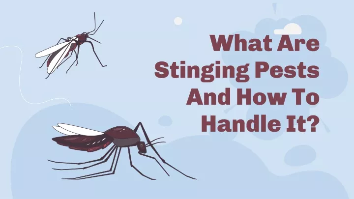 what are stinging pests and how to handle it