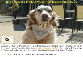 How a Reputable Institute Provides Dog Training in New Jersey