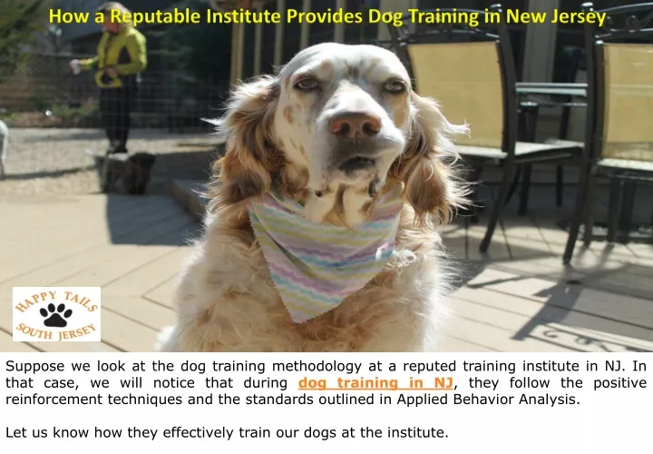 how a reputable institute provides dog training