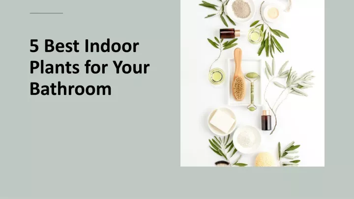 5 best indoor plants for your bathroom