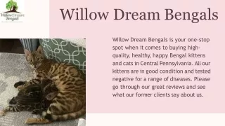Finest Bengal Kittens For Sale In PA | Willow Dream Bengals