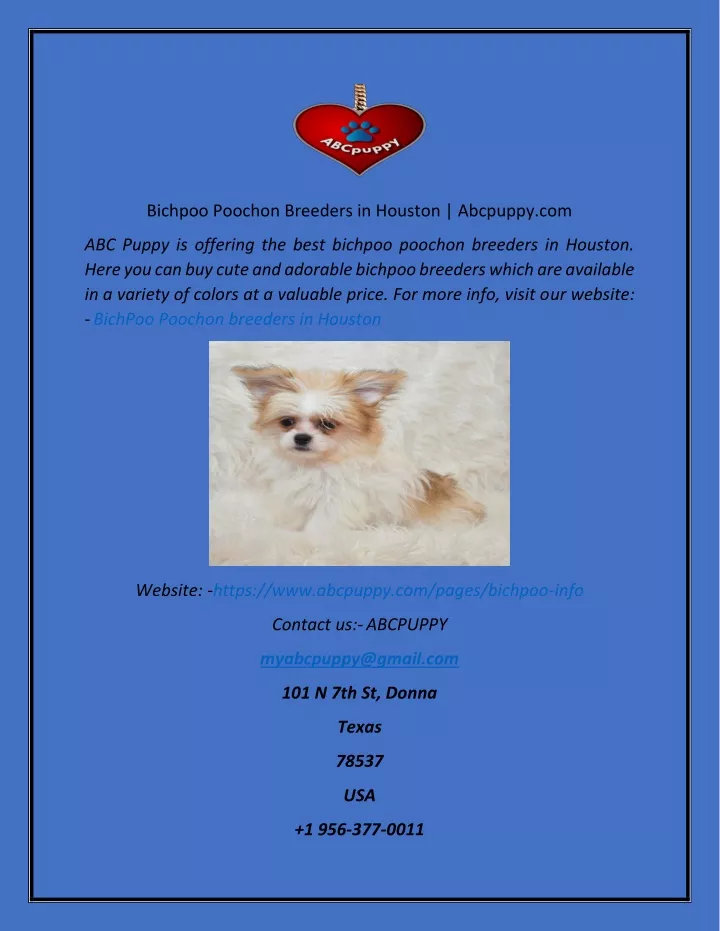 bichpoo poochon breeders in houston abcpuppy com