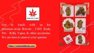 What Are CBD Flowers Used For - swisscbdbuds