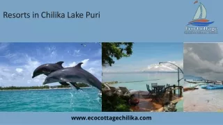 resorts in chilika lake puri