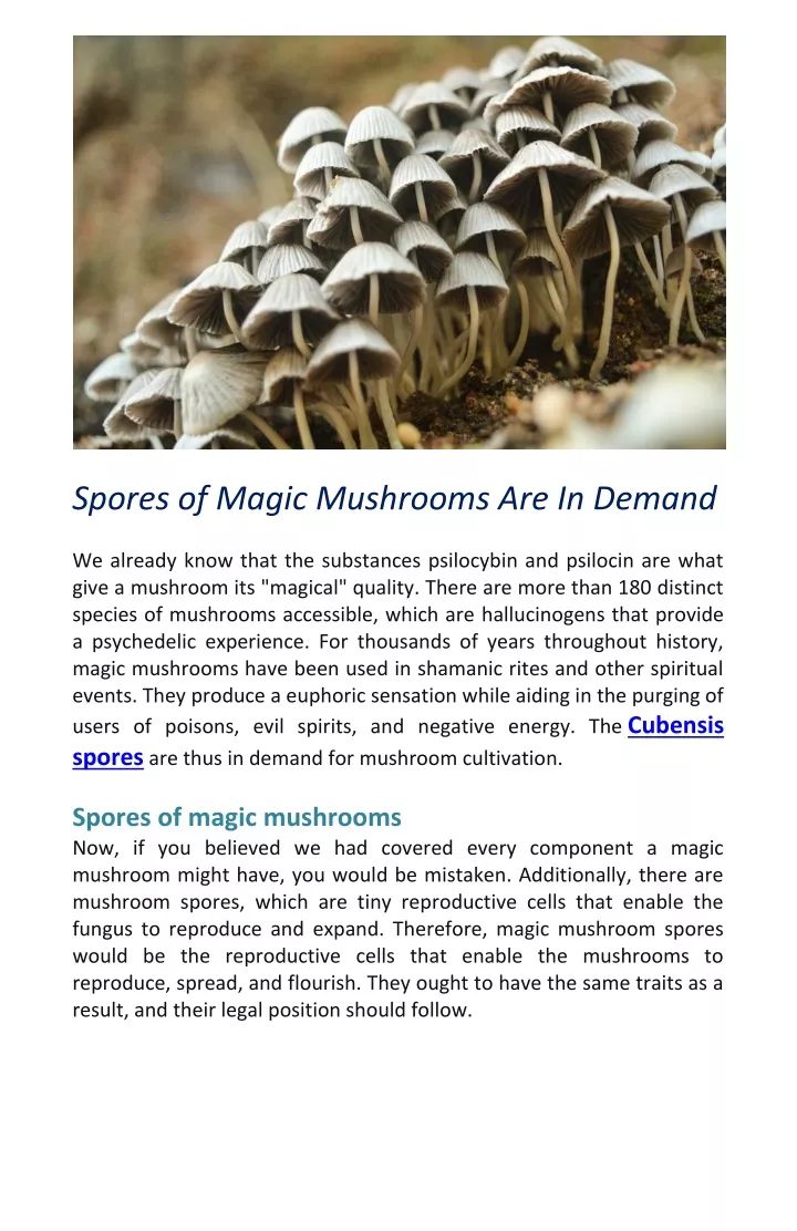 spores of magic mushrooms are in demand